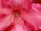 Rhododendron Blooms  University of Washington Arboretum  Seattle  Washington  USA