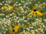 Black-Eyed Susan and Daisy Fleabane