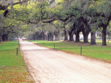 Entryway Lined with Live Oaks and Spanish Moss  Boone Hall Plantation  South Carolina  USA