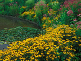 Black-Eyed Susans  Rudbeckia Hirta  and Joe Pye Weed  Holden Arboretum  Cleveland  Ohio  USA