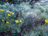 Wildflowers  Sage  and Mesquite in Eastern Washington  USA