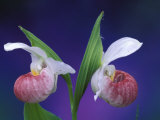 Showy Lady's Slippers  Bruce Peninsula National Park  Michigan  USA