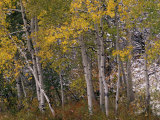 Fall Colors on Aspen Trees  Maroon Bells  Snowmass Wilderness  Colorado  USA