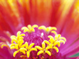 Whirligig Zinnia  Seattle  Washington  USA
