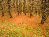 Trees With Bare Branches in Fall  Rural New England  Maine  USA