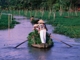 Women Rowing to the Market on the Mekong Delta  Vietnam