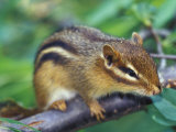 Eastern Chipmunk