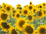 Sunflowers  Colorado  USA