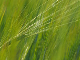Spring Barley  Palouse  Washington  USA