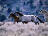 Kiger Mustang Wild Horses  USA
