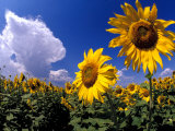 Sunflowers  Colorado  USA