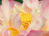 Lotus with Ruffled Petals  Perry's Water Garden  Franklin  North Carolina  USA