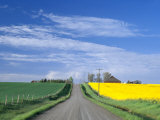 Road Running Through Canola and Wheat Fields  Grangeville  Idaho  USA