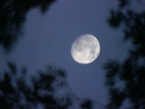 The Rising Moon  Nearly Full  is Visible Through the Trees Near Murphysboro  Ill
