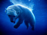Polar Bear (Ursus Maritimus ) Underwater  USA