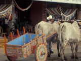 Ox Cart in Artesan Town of Sarchi  Costa Rica