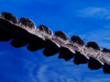 American Alligator Tail Details  Everglades National Park  Florida  USA