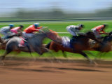 Thoroughbred Horses  Kentucky  USA