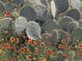 Cactus and Indian Blanket Flower  Moore  Texas  USA