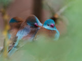 Blue-Capped Cordon Bleu