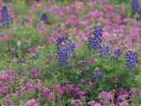 Bluebonnets among Phlox  Hill Country  Texas  USA