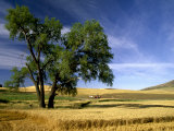 Lone Tree in Harvest Time Field  Palouse  Washington  USA