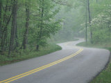 Forest Road in Spring  Daniel Boone National Forest  Kentucky  USA