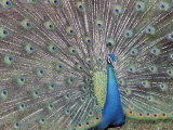 Peacock Displaying Feathers  Venezuela