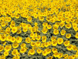 Sunflowers  Colorado  USA