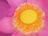 Perry's Water Garden  Lotus Blossom  Franklin  North Carolina  USA
