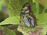 Malachite Butterfly