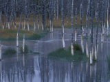 Trees Reflected in Pond along Firehole Lake Drive  Yellowstone National Park  Wyoming  USA