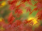 Fall-Colored Maple Leaves