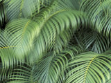 Palm Fronds  Big Island  Hawaii  USA