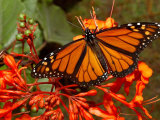 A Monarch Butterfly Rests on the Flowers of a Pagoda Plant
