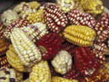 Corn  Maize  Peru