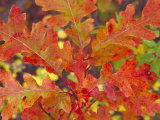 Red Oak Leaves  Colorado  USA