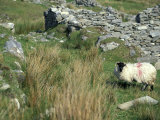 Sheep in Ancient Village on Achill Island  Ireland