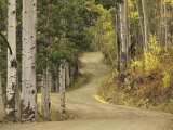 Rural Forest Road Through Aspen Trees  Gunnison National Forest  Colorado  USA
