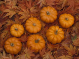 Pumpkins with Maple Leaves in Autumn  Washington  USA