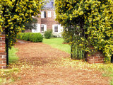 Yellow Jessamine at Gated Entry to Boone Hall Plantation  South Carolina  USA