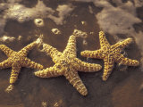 Starfish and Surf at Sunset  Maui  Hawaii  USA