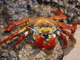 Sally Lightfoot Crab on the Galapagos Islands  Ecuador