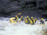 Rafters in Cribworks on the Penobscot  Northern Forest  Maine  USA