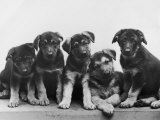 Group of Alsatian Puppies