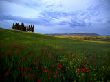 Poppies in a Wheat Field and a Cluster of Cypress Trees
