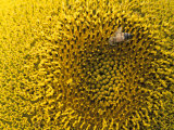Bee on Sunflower  Thailand