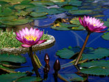Water Lilies in Reflecting Pool at Palm Grove Gardens  Barbados
