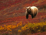 An Alaskan Brown Bear Standing on a Tundra with Fall Foliage (Ursus Arctos)