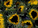 Close View of Sunflowers in a Bundle